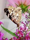 Vanessa carduiÃÂ - Painted Lady Butterfly sucking nectar from butterfly bush flowers